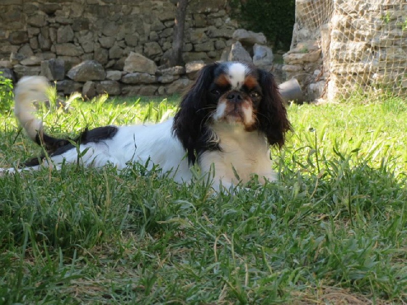 Publication : des princes des Cevennes Auteur : Malabreda Stéphanie