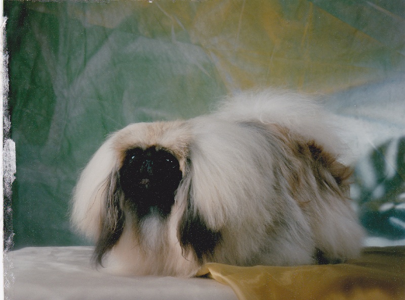 CH. monomah Peony marquis d'pompon (top finland stud dog 2009)