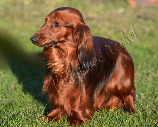 Publication : d'Hollywood Teckel