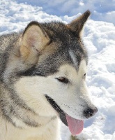 Étalon Alaskan Malamute - Keen on you's on Kamiakan Trail