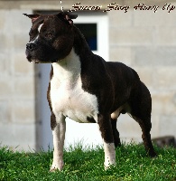 Étalon American Staffordshire Terrier - success story Hurry up