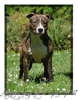Étalon American Staffordshire Terrier - Alfagacyno Gossip girl