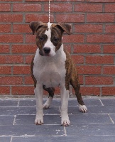 Étalon American Staffordshire Terrier - Izie love De L'empreinte De Dzeus