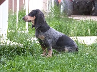 Étalon Basset bleu de Gascogne - Hidole des iris du sambuc