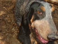 Étalon Basset bleu de Gascogne - Garou du Bois de Doly
