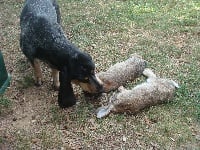 Étalon Basset bleu de Gascogne - Gascogne du Bois de Doly