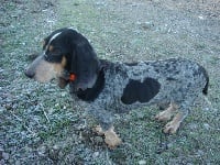 Étalon Basset bleu de Gascogne - Clairon Du mas gauthier