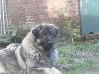 Étalon Berger Yougoslave de Charplanina - Lychee Du Gardien De Velana