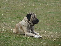 Étalon Berger Kangal - Hakan kangal du Bonnie Blue Flag