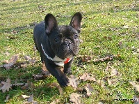 Étalon Bouledogue français - Princess beatrix krecony loczek