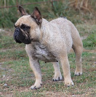 TN200_chiens-Bouledogue-francais-b72885e4-a87a-fb44-6579-618acc2ccdec.jpg