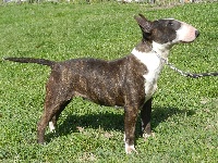 Étalon Bull Terrier Miniature - Chanel Des gardiens de gaia
