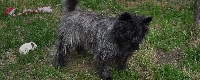 Étalon Cairn Terrier - Eclipse d'or de la Manade d'Ecosse