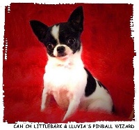 Étalon Chihuahua - CH. littlebark & lluvia's pinball wizard