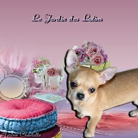 Étalon Chihuahua - Ippie du Jardin des Lutins