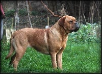 Étalon Dogue de Bordeaux - Ludmila du Joli Bief