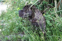 Étalon Dogue de Majorque - Ach De rompe huesos