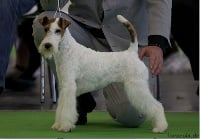 Étalon Fox Terrier Poil Dur - CH. Edelweiss D'hondrecoutre