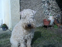 Étalon Irish Soft Coated Wheaten Terrier - amberwheat's Elated enya