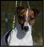 Étalon Jack Russell Terrier - Hazeida des Gres de Malleville