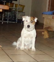 Étalon Jack Russell Terrier - Harmony du creux du nant
