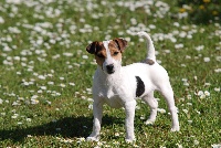 Étalon Jack Russell Terrier - Holà simone De malaga