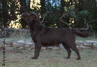 Étalon Labrador Retriever - Do not disturb Of evergreen oak