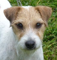 Étalon Parson Russell Terrier - CH. Eager spry nana of jack and co.