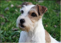 Étalon Parson Russell Terrier - Suzan's Pride Jaimy