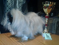 Étalon Pekinois - Enola (Sans Affixe)