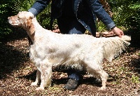 Étalon Setter Anglais - CH. fantail's Kiss me quick