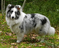Étalon Shetland Sheepdog - Heaven blue des Famonadyns
