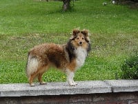 Étalon Shetland Sheepdog - Marywold's Little maya