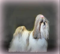 Étalon Shih Tzu - CH. Zhen-lin von Lao Tingri