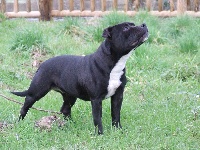 Étalon Staffordshire Bull Terrier - I'm a diamond Du Clan D'Akela