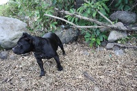 Étalon Staffordshire Bull Terrier - Exotic femme fatal d'ultime passion