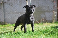 Étalon Staffordshire Bull Terrier - Helfy (Sans Affixe)