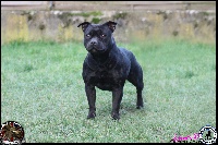 Étalon Staffordshire Bull Terrier - Étincelle Miss and Manjol