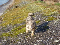 Étalon Spitz des Visigoths - Ines Des pins ardéchois