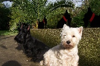 Étalon West Highland White Terrier - E'morwenn du jardin des korrigans