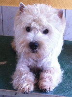 Étalon West Highland White Terrier - Harry potter des vents d'Eole