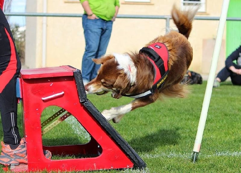 Publication : Des Corbières Pastorales