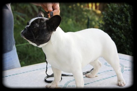  Auteur : pascal couraye