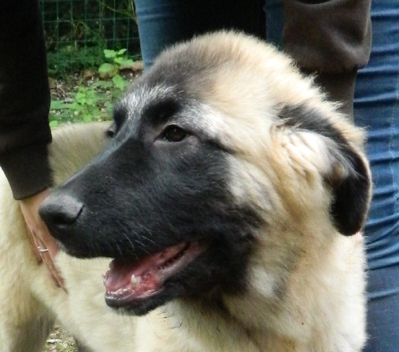 Publication : Do Reino Da Estrela Auteur : Légendes d'Eos