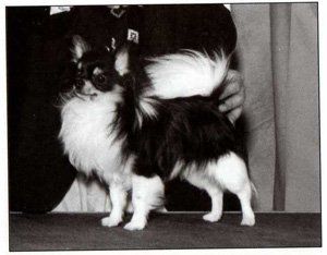 CH. bayard Believe it or not rjr