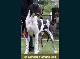 CH. Duncan omaha dog