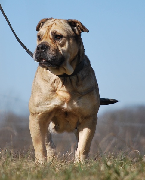 Publication : De L'esprit Du Budo Auteur : Esprit du Budo