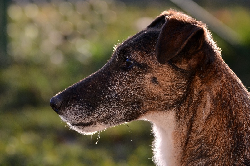 Publication : Fox de Leonalliath