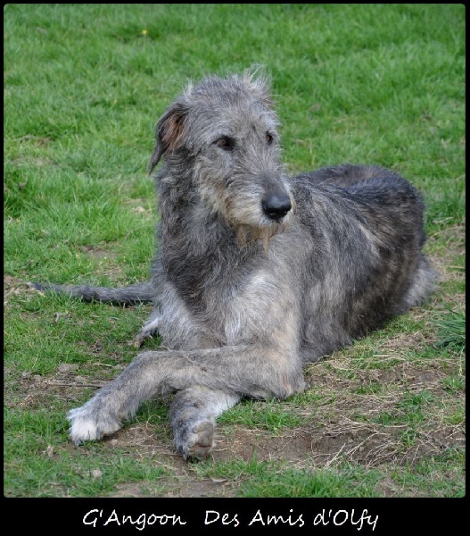 G'angoon des Amis d'Olfy