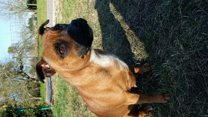 Fever du ring des anges